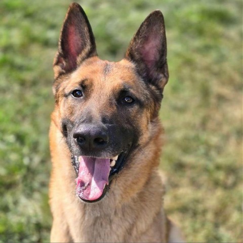 Buck 240745, an adoptable German Shepherd Dog, Belgian Shepherd / Malinois in Escanaba, MI, 49829 | Photo Image 3