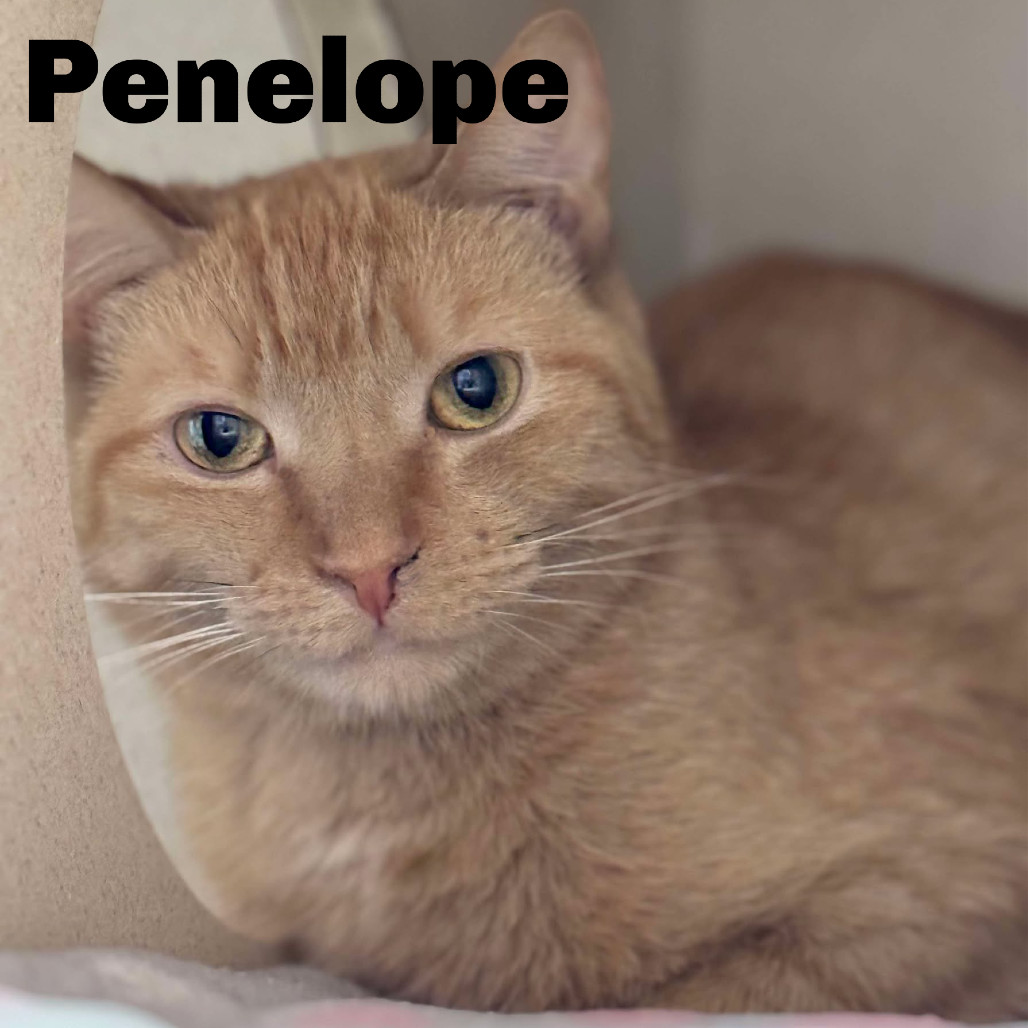 Penelope 23674, an adoptable Domestic Short Hair in Escanaba, MI, 49829 | Photo Image 1