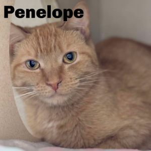 Penelope 230674, Adult Female Domestic Short Hair