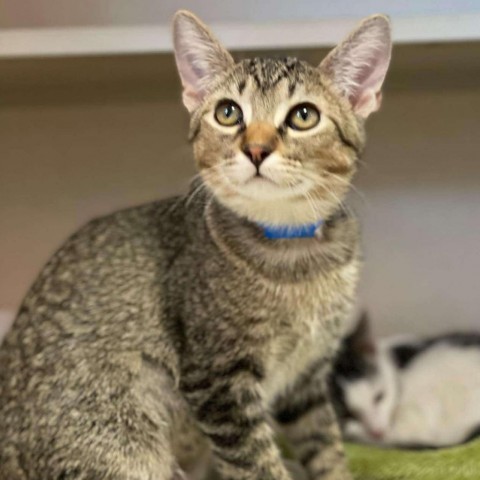 Skipper 240456, an adoptable Domestic Short Hair in Escanaba, MI, 49829 | Photo Image 1