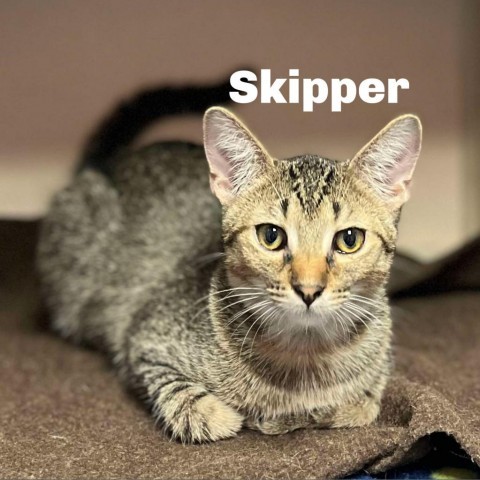 Skipper 240456, an adoptable Domestic Short Hair in Escanaba, MI, 49829 | Photo Image 1