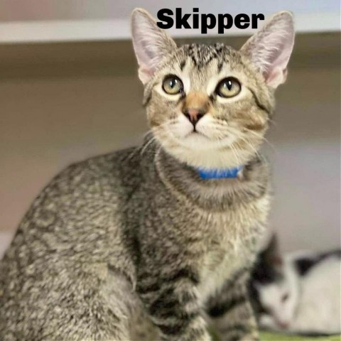 Skipper 240456, an adoptable Domestic Short Hair in Escanaba, MI, 49829 | Photo Image 2