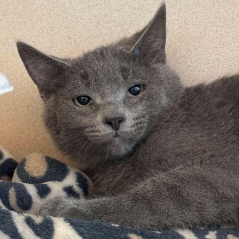 Jon 240552, an adoptable Domestic Short Hair in Escanaba, MI, 49829 | Photo Image 1