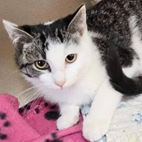 Torch 240505, an adoptable Domestic Short Hair in Escanaba, MI, 49829 | Photo Image 1