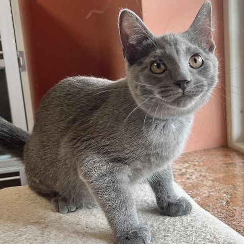 LeFou 240535, an adoptable Domestic Short Hair in Escanaba, MI, 49829 | Photo Image 1