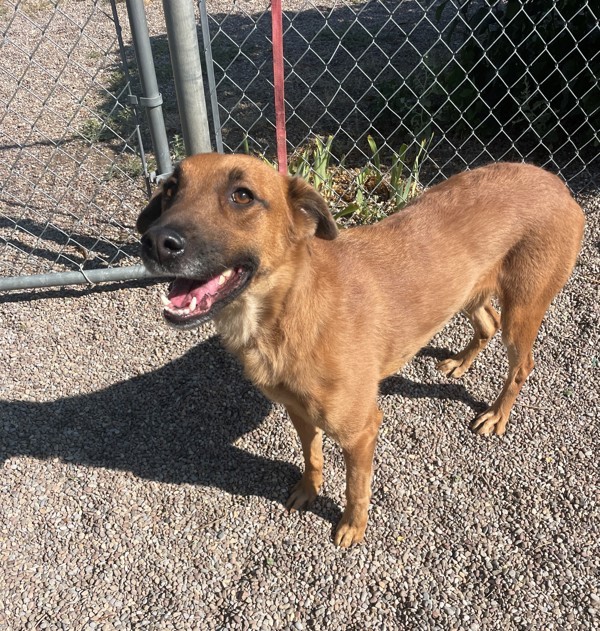 Strawberry, an adoptable Mixed Breed in Great Falls, MT, 59405 | Photo Image 1