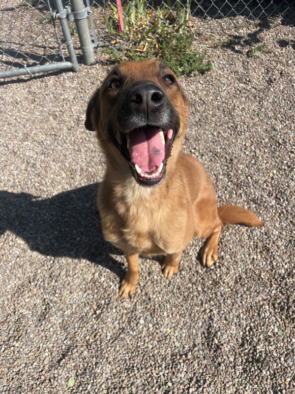 Strawberry, an adoptable Mixed Breed in Great Falls, MT, 59405 | Photo Image 2