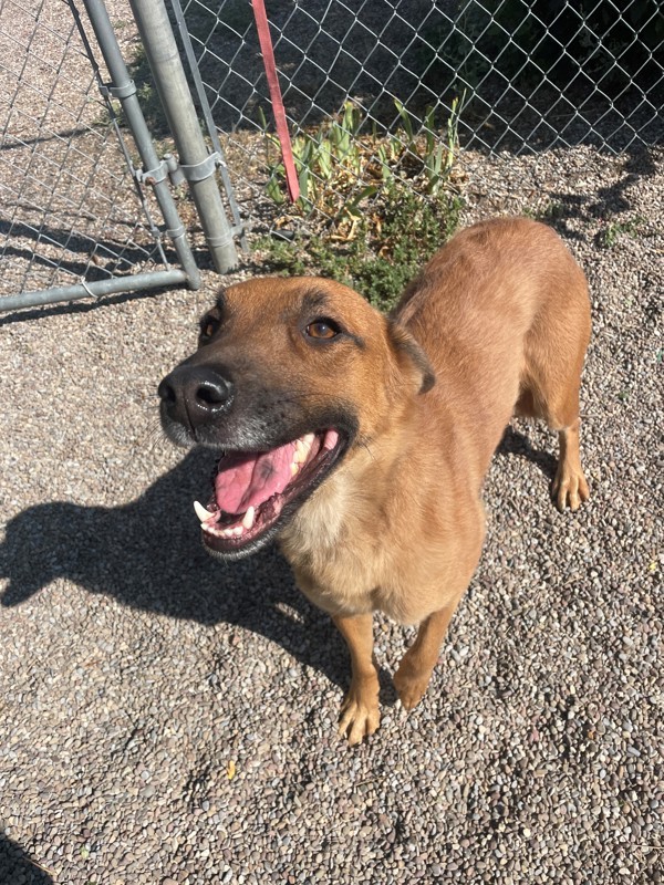 Strawberry, an adoptable Mixed Breed in Great Falls, MT, 59405 | Photo Image 3