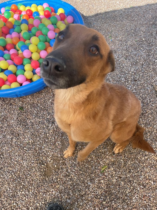 Strawberry, an adoptable Mixed Breed in Great Falls, MT, 59405 | Photo Image 4