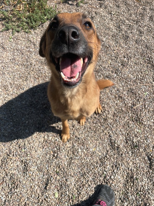 Strawberry, an adoptable Mixed Breed in Great Falls, MT, 59405 | Photo Image 5