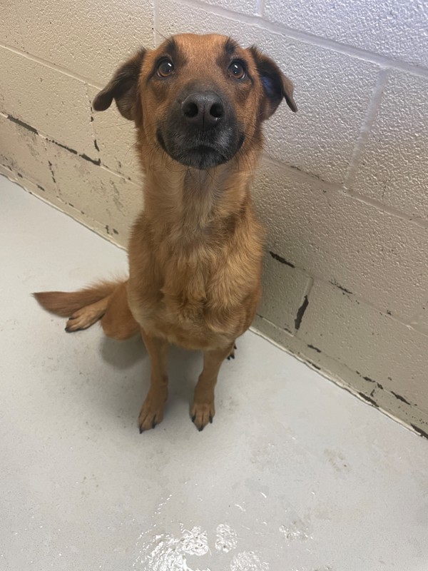 Strawberry, an adoptable Mixed Breed in Great Falls, MT, 59405 | Photo Image 6