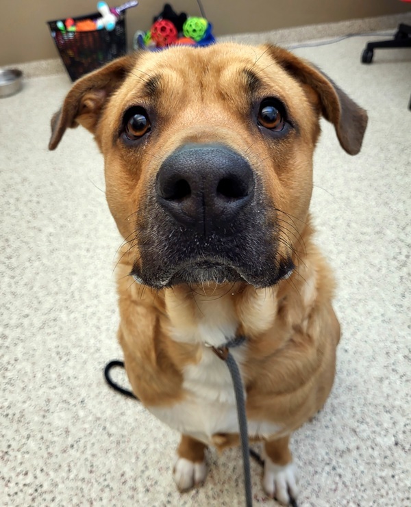 Meashy 39835, an adoptable Labrador Retriever in Pocatello, ID, 83205 | Photo Image 1