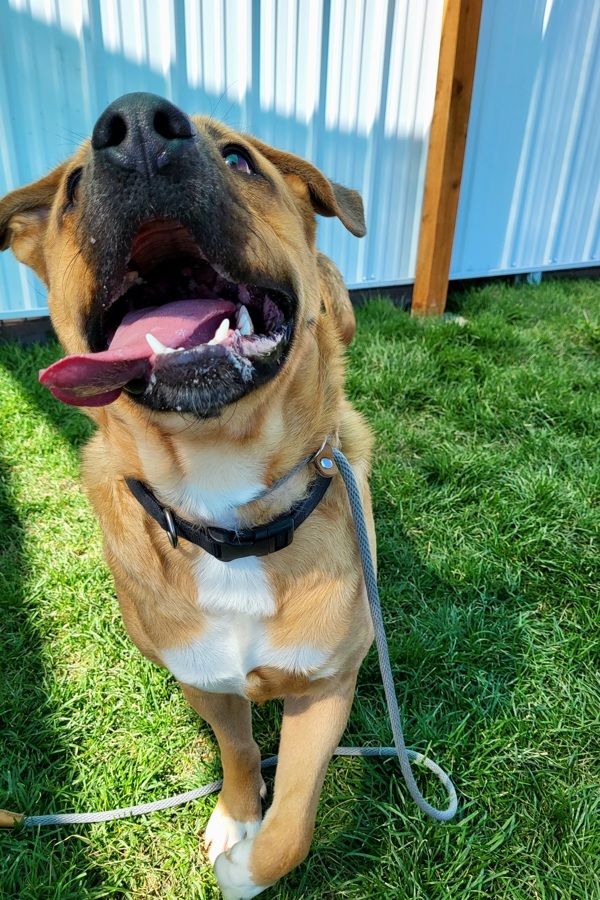 Meashy 39835, an adoptable Labrador Retriever in Pocatello, ID, 83205 | Photo Image 2