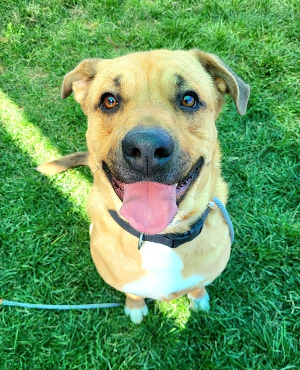 Meashy 39835, an adoptable Labrador Retriever in Pocatello, ID, 83205 | Photo Image 3