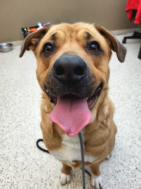 Meashy 39835, an adoptable Labrador Retriever in Pocatello, ID, 83205 | Photo Image 4