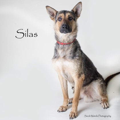 Silas, an adoptable Shepherd, Mixed Breed in Ruidoso, NM, 88345 | Photo Image 1