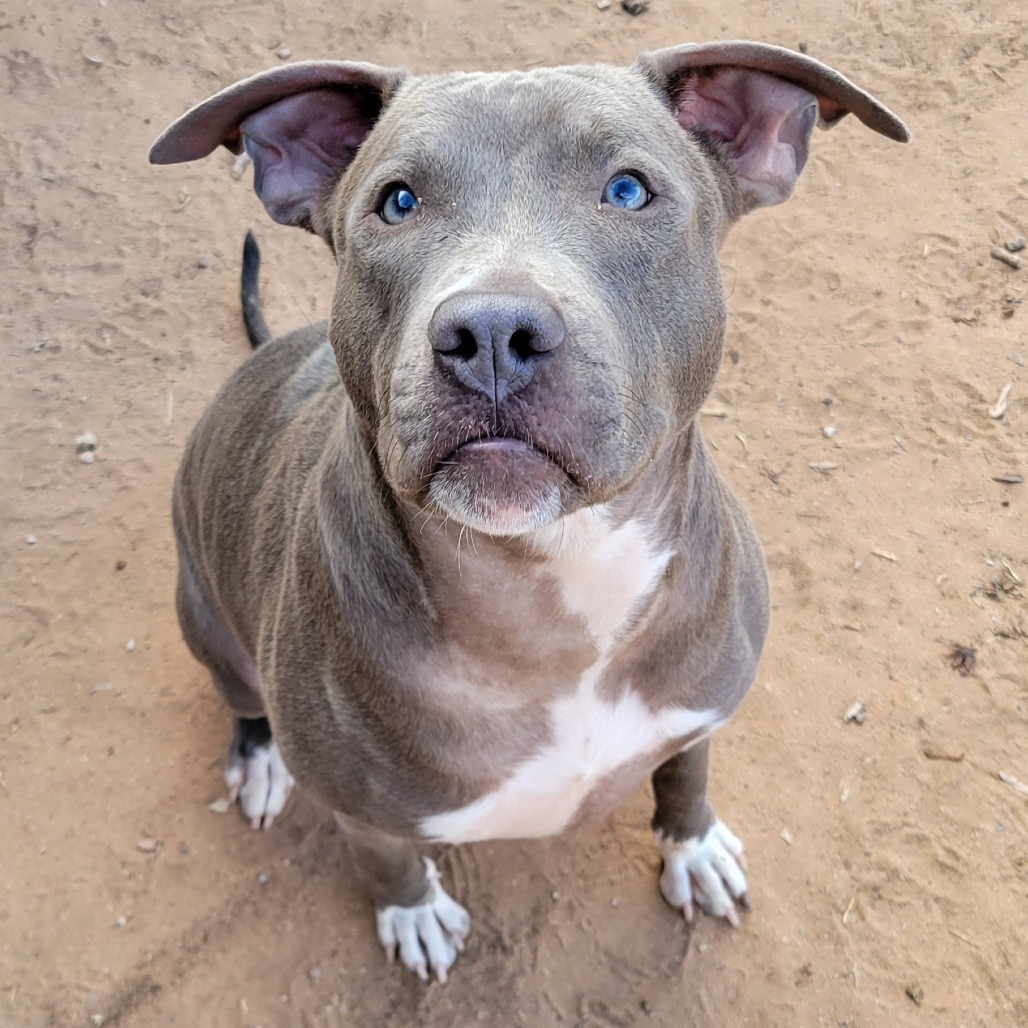Nala, an adoptable Mixed Breed in Las Cruces, NM, 88012 | Photo Image 1