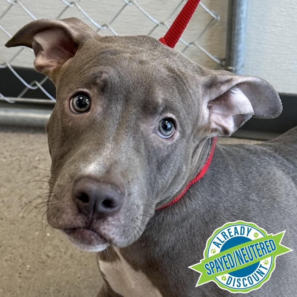 Nala, an adoptable Mixed Breed in Las Cruces, NM, 88012 | Photo Image 2