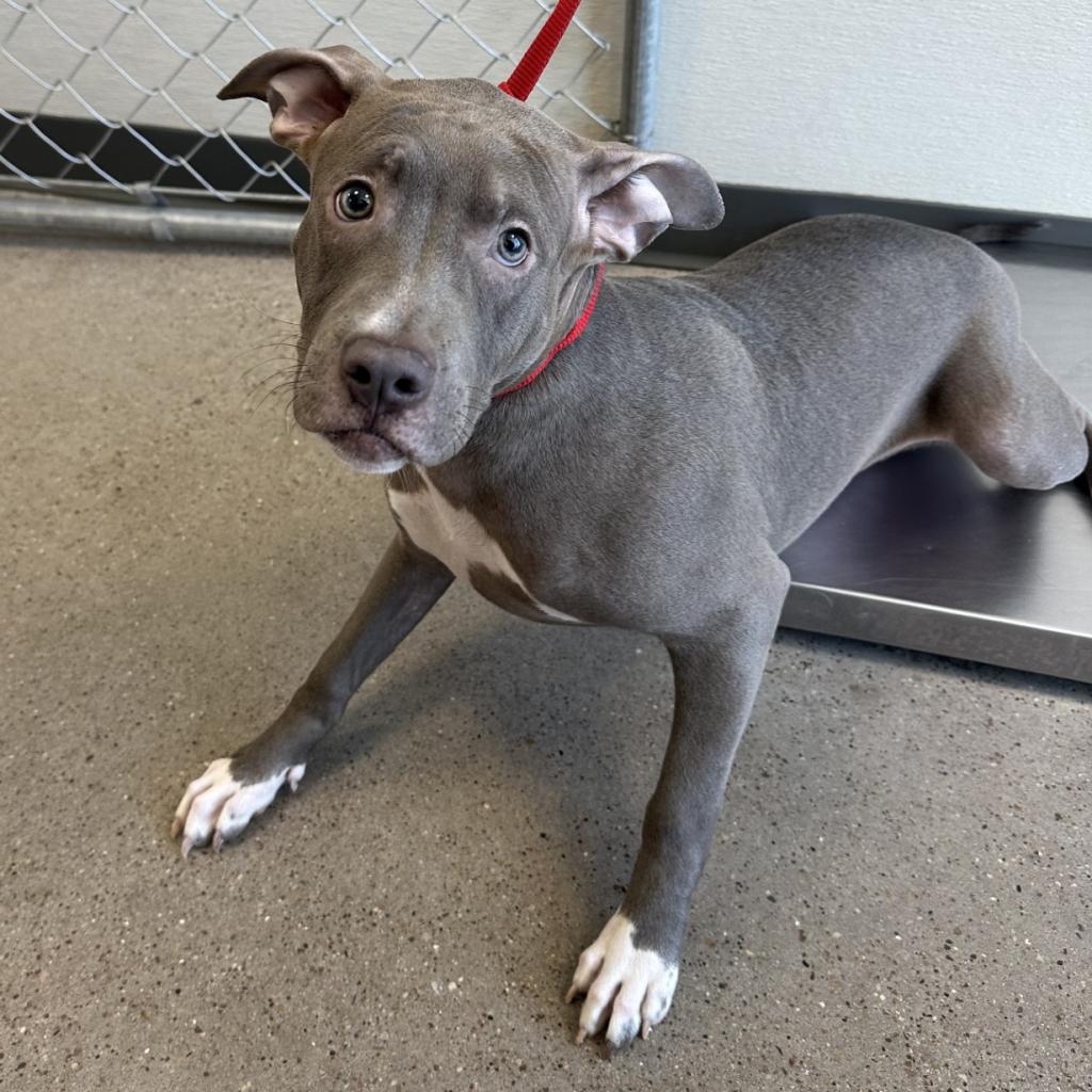 Nala, an adoptable Mixed Breed in Las Cruces, NM, 88012 | Photo Image 3