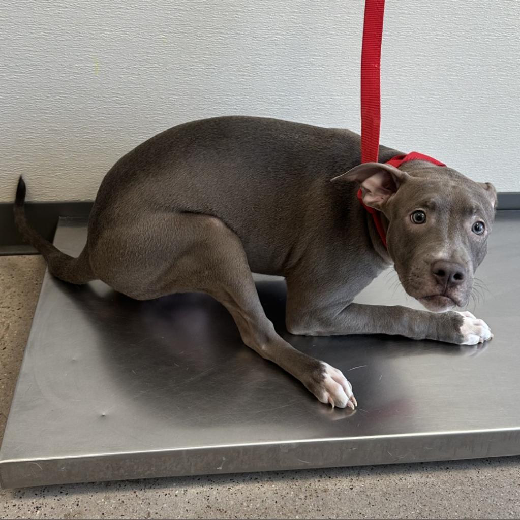 Nala, an adoptable Mixed Breed in Las Cruces, NM, 88012 | Photo Image 3