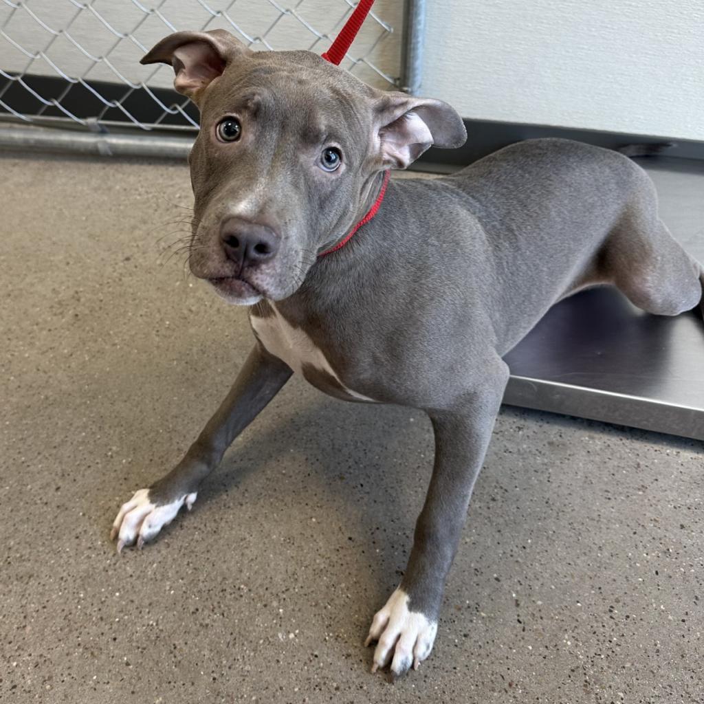 Nala, an adoptable Mixed Breed in Las Cruces, NM, 88012 | Photo Image 4