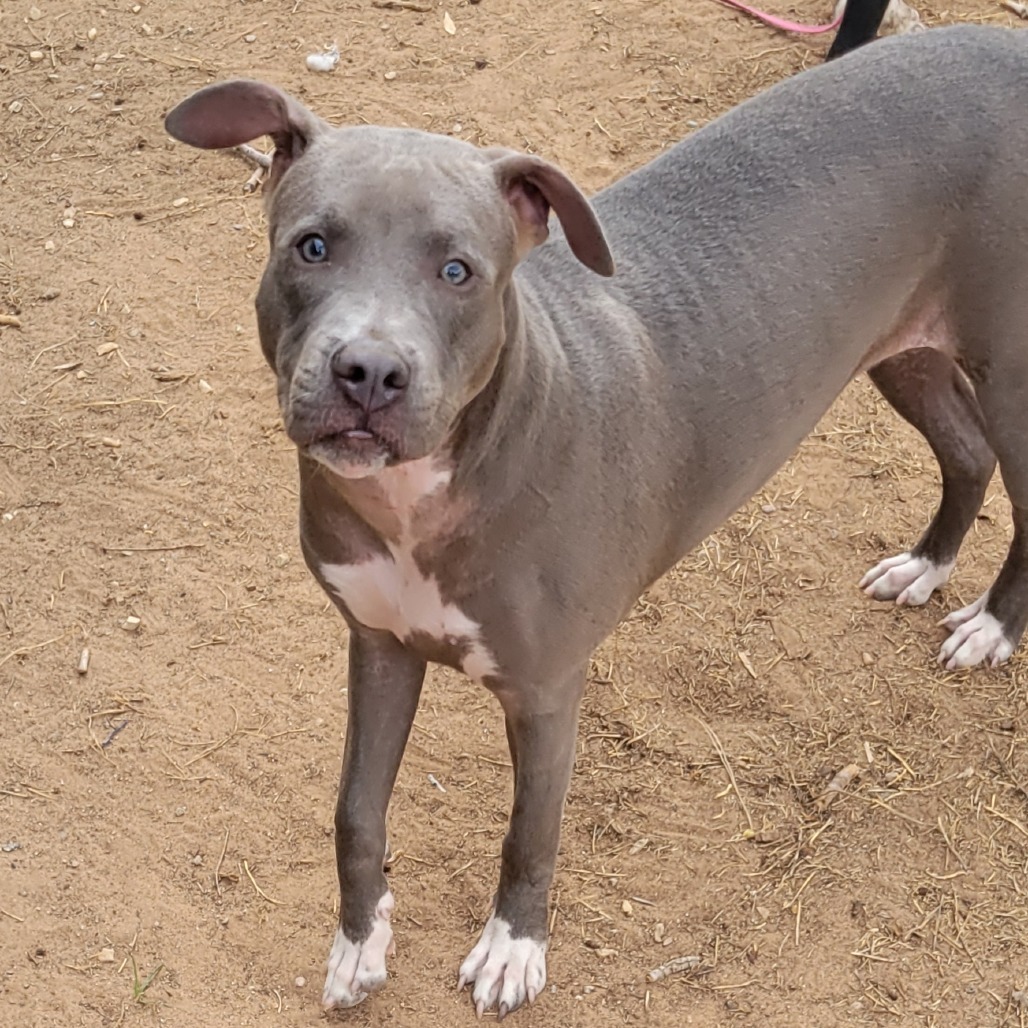 Nala, an adoptable Mixed Breed in Las Cruces, NM, 88012 | Photo Image 5
