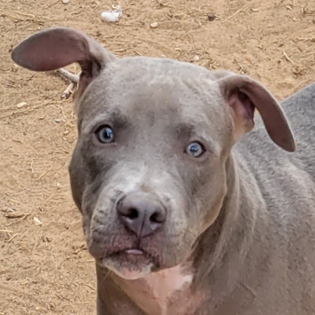 Nala, an adoptable Mixed Breed in Las Cruces, NM, 88012 | Photo Image 6