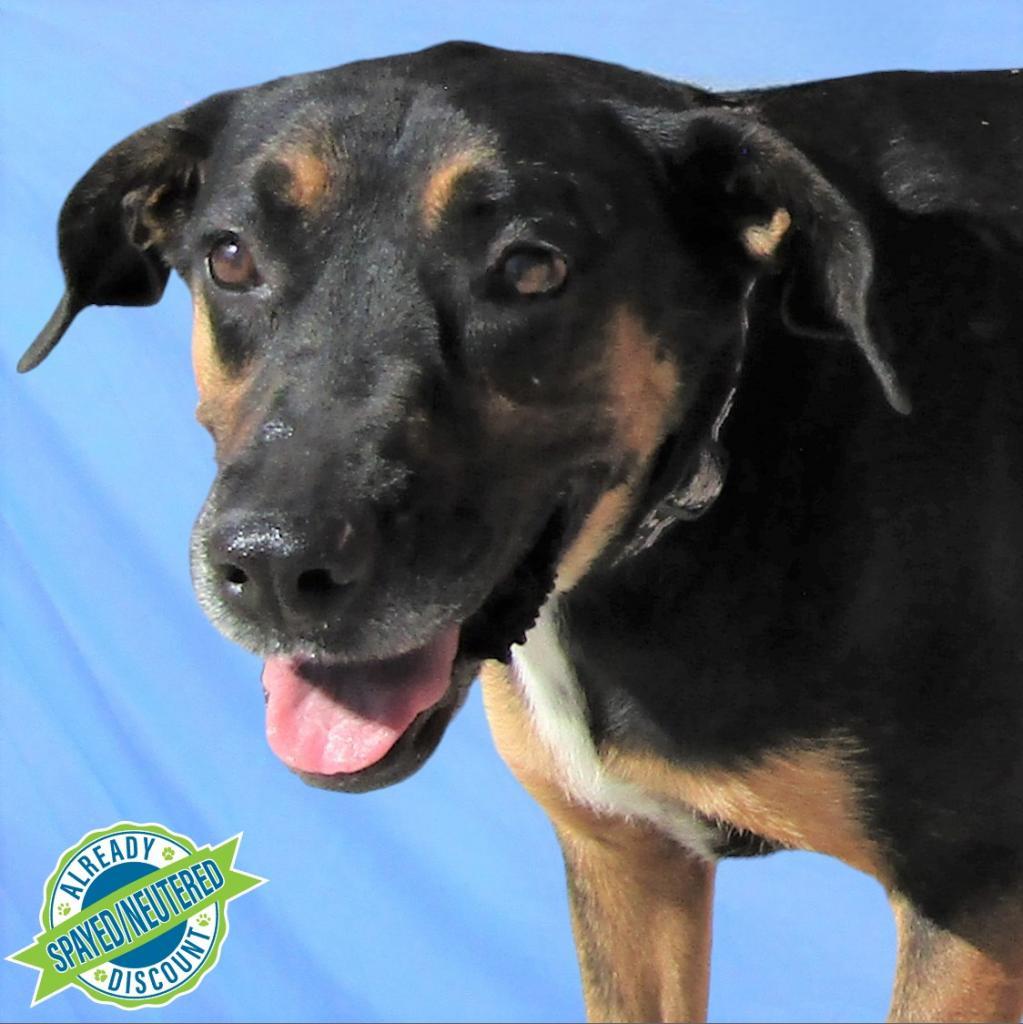 Charlotte, an adoptable Mixed Breed in Las Cruces, NM, 88012 | Photo Image 1