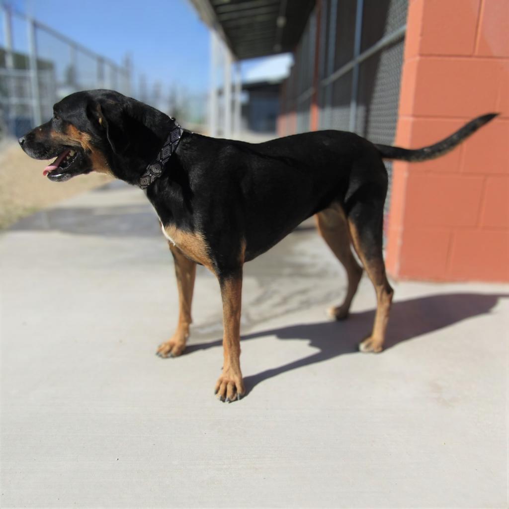 Charlotte, an adoptable Mixed Breed in Las Cruces, NM, 88012 | Photo Image 2