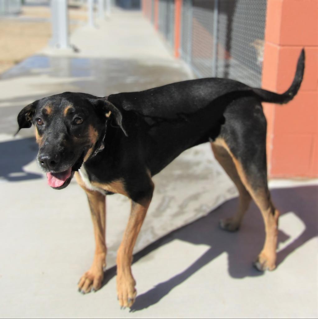 Charlotte, an adoptable Mixed Breed in Las Cruces, NM, 88012 | Photo Image 3