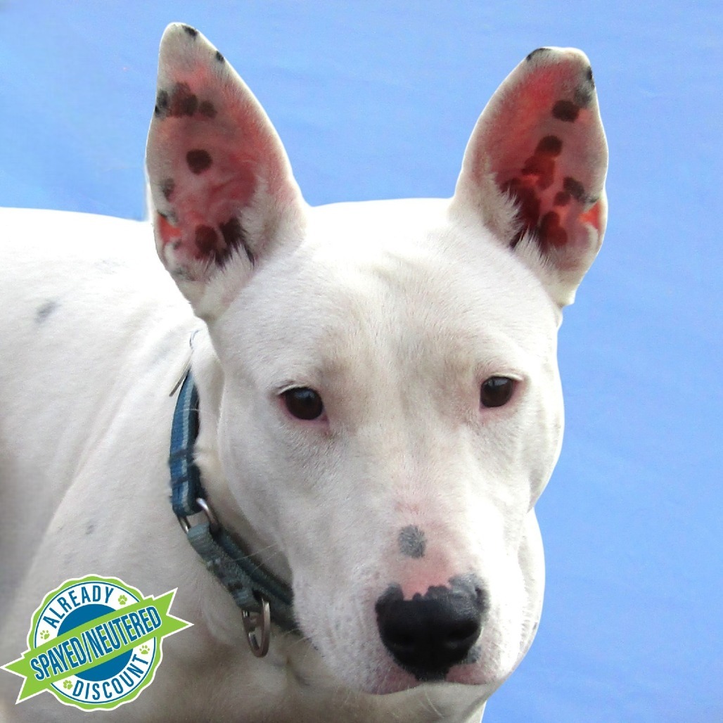 Beauty, an adoptable Mixed Breed in Las Cruces, NM, 88012 | Photo Image 1