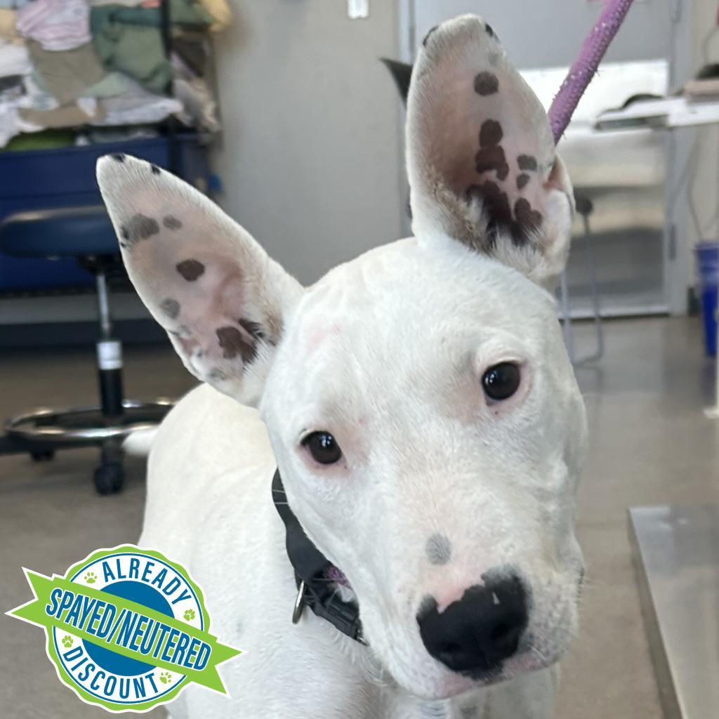 Beauty, an adoptable Mixed Breed in Las Cruces, NM, 88012 | Photo Image 2