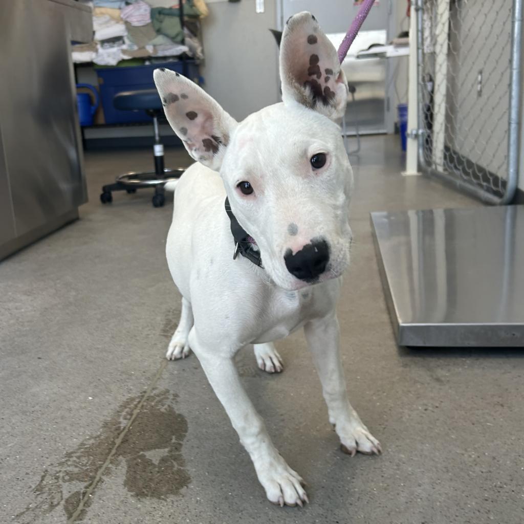 Beauty, an adoptable Mixed Breed in Las Cruces, NM, 88012 | Photo Image 3