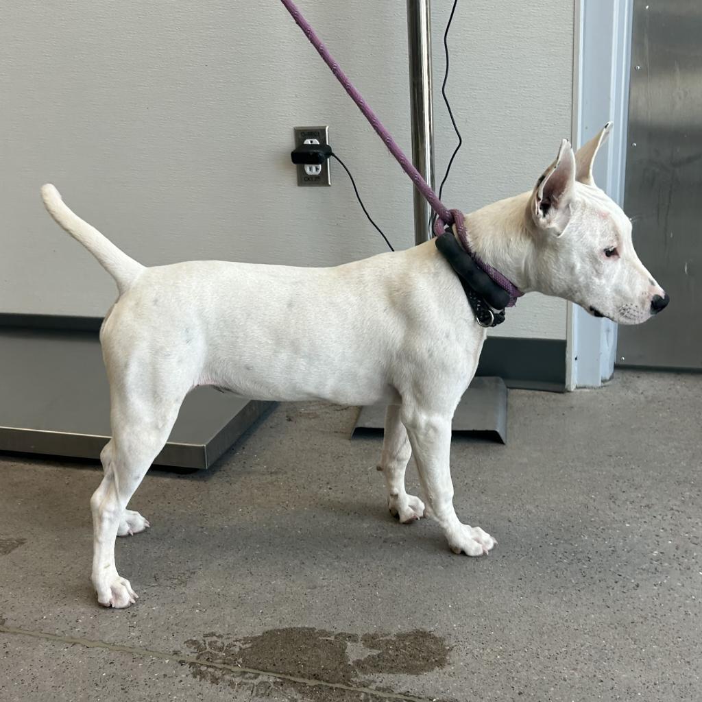 Beauty, an adoptable Mixed Breed in Las Cruces, NM, 88012 | Photo Image 4