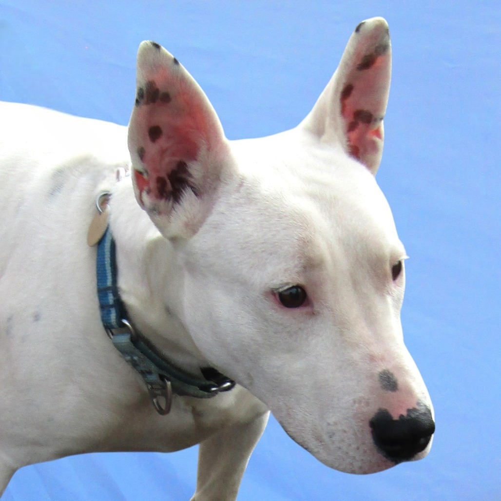 Beauty, an adoptable Mixed Breed in Las Cruces, NM, 88012 | Photo Image 5