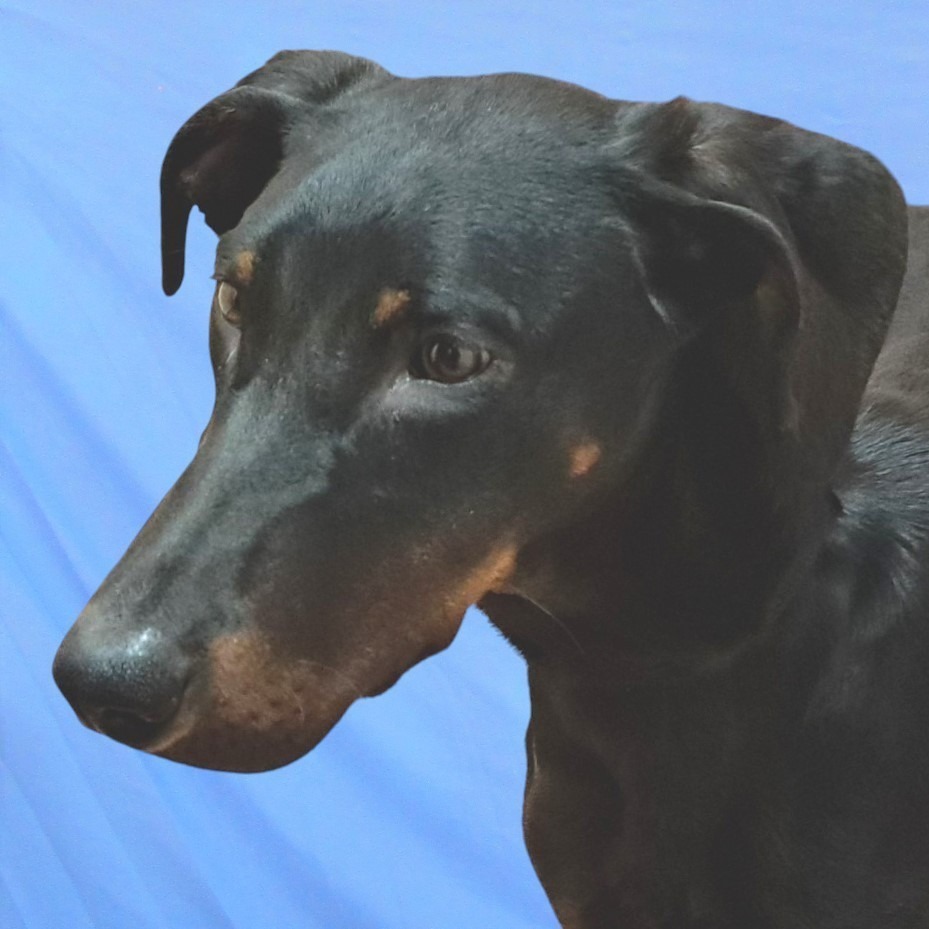 Orla, an adoptable Mixed Breed in Las Cruces, NM, 88012 | Photo Image 1