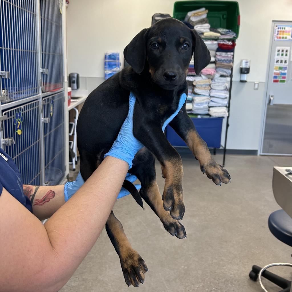 Orla, an adoptable Mixed Breed in Las Cruces, NM, 88012 | Photo Image 3