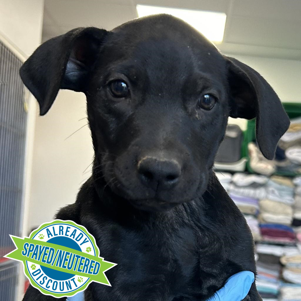 Erin, an adoptable Mixed Breed in Las Cruces, NM, 88012 | Photo Image 1