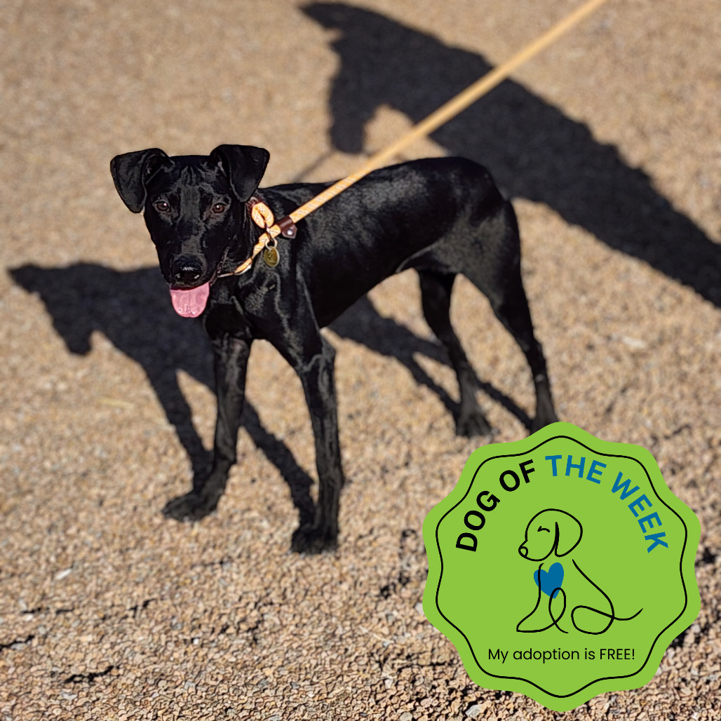 Erin, an adoptable Mixed Breed in Las Cruces, NM, 88012 | Photo Image 1