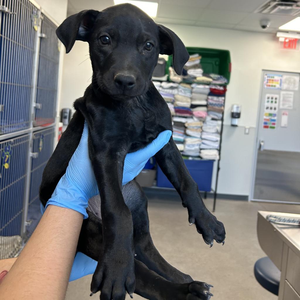 Erin, an adoptable Mixed Breed in Las Cruces, NM, 88012 | Photo Image 2