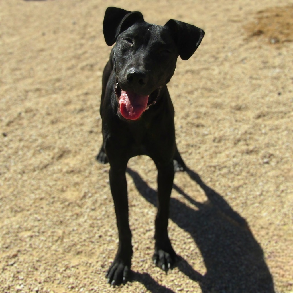 Erin, an adoptable Mixed Breed in Las Cruces, NM, 88012 | Photo Image 2