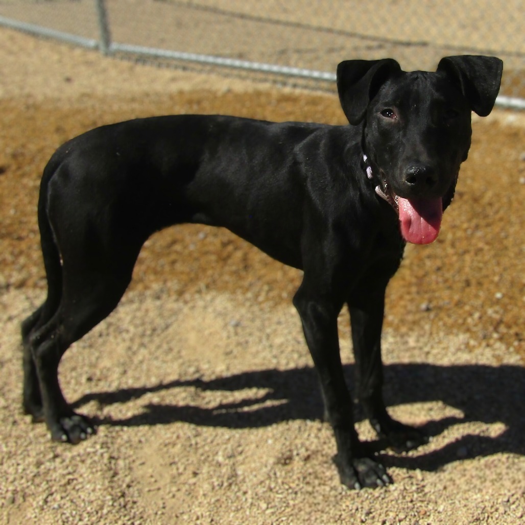 Erin, an adoptable Mixed Breed in Las Cruces, NM, 88012 | Photo Image 3