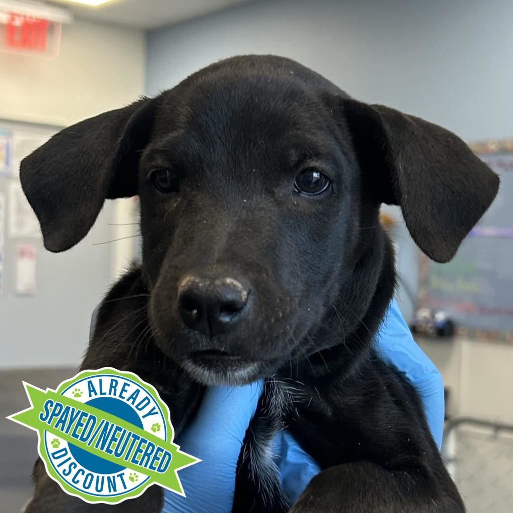 Clare, an adoptable Mixed Breed in Las Cruces, NM, 88012 | Photo Image 1