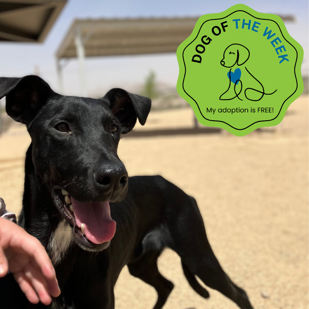 Clare, an adoptable Mixed Breed in Las Cruces, NM, 88012 | Photo Image 1
