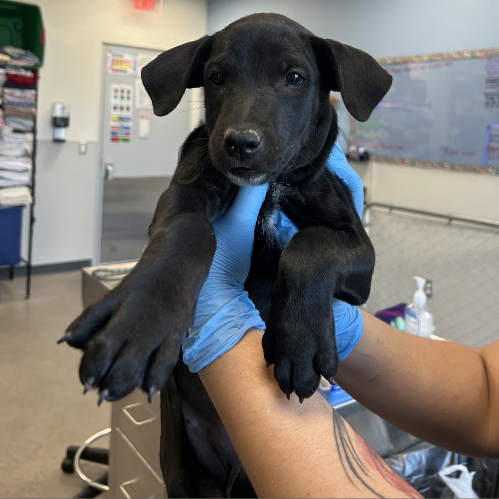 Clare, an adoptable Mixed Breed in Las Cruces, NM, 88012 | Photo Image 2