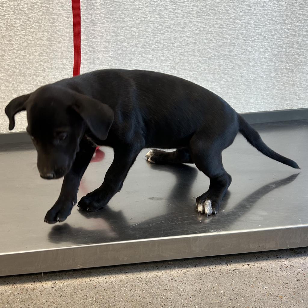 Clare, an adoptable Mixed Breed in Las Cruces, NM, 88012 | Photo Image 3