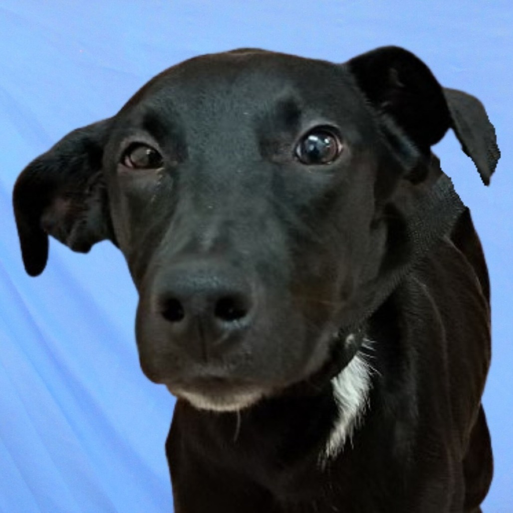 Clare, an adoptable Mixed Breed in Las Cruces, NM, 88012 | Photo Image 5