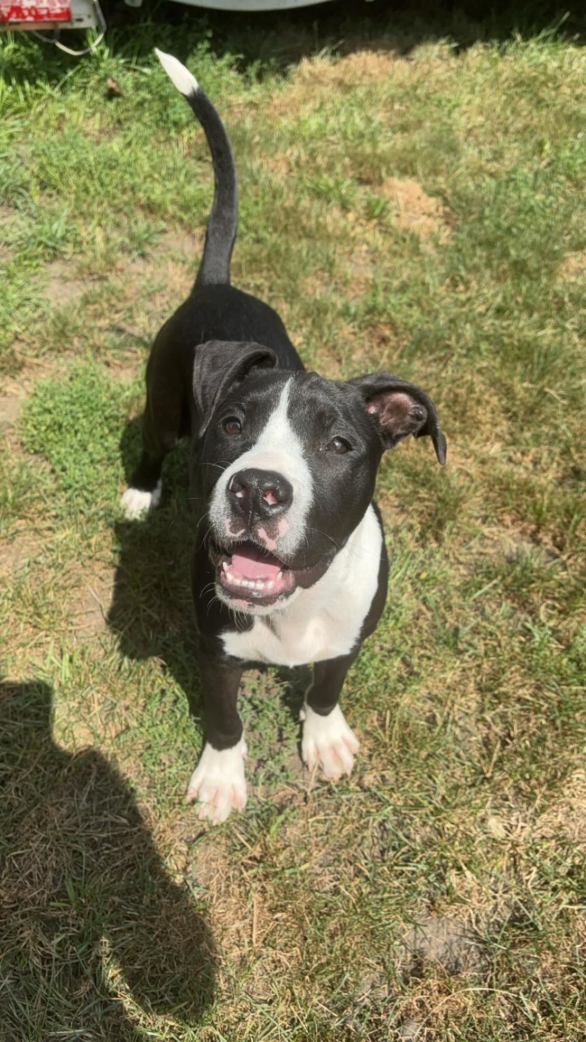 Ernie, an adoptable Mixed Breed in Coralville, IA, 52241 | Photo Image 1