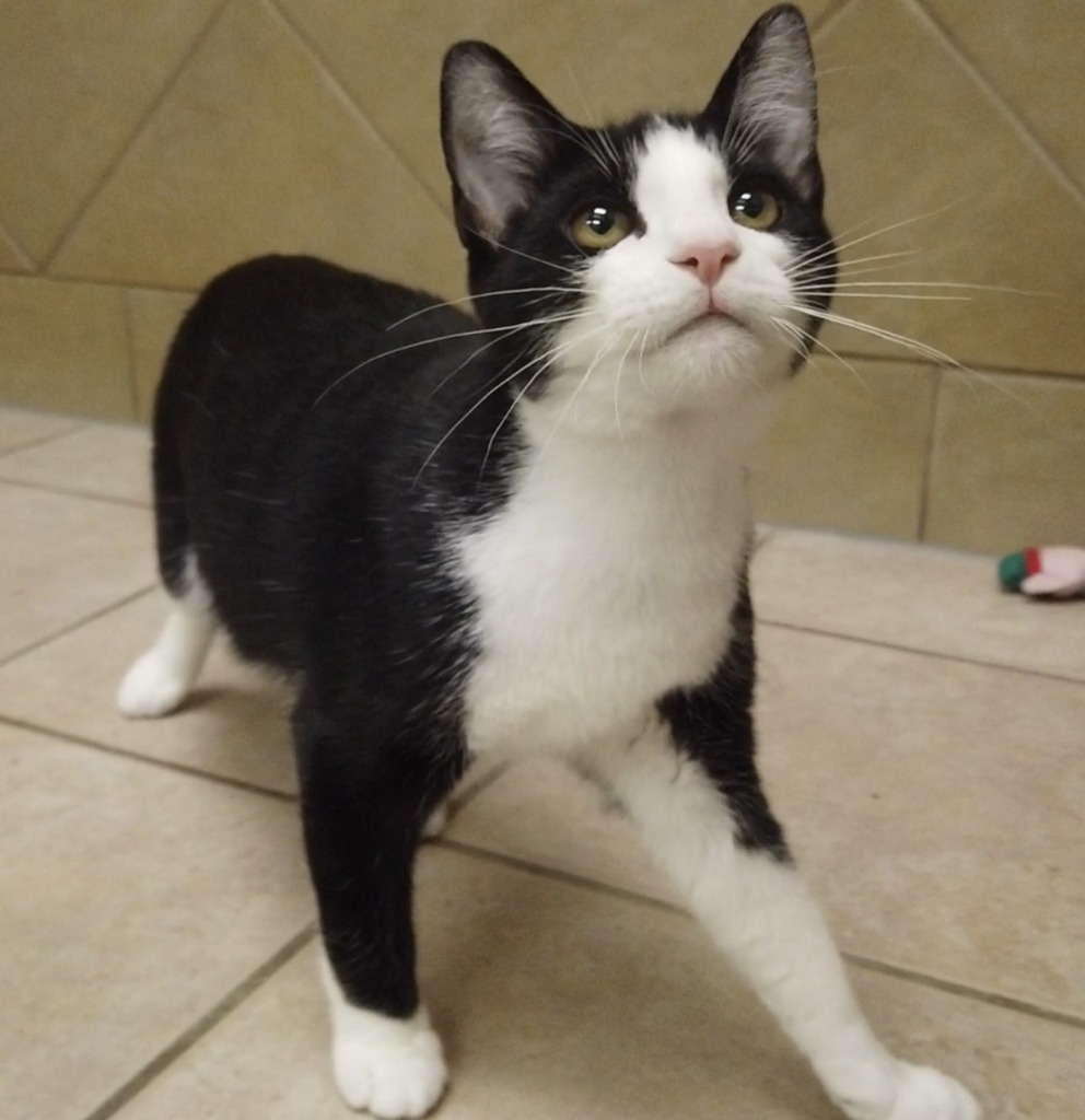 Ceasar, an adoptable Domestic Short Hair in Midland, TX, 79707 | Photo Image 1