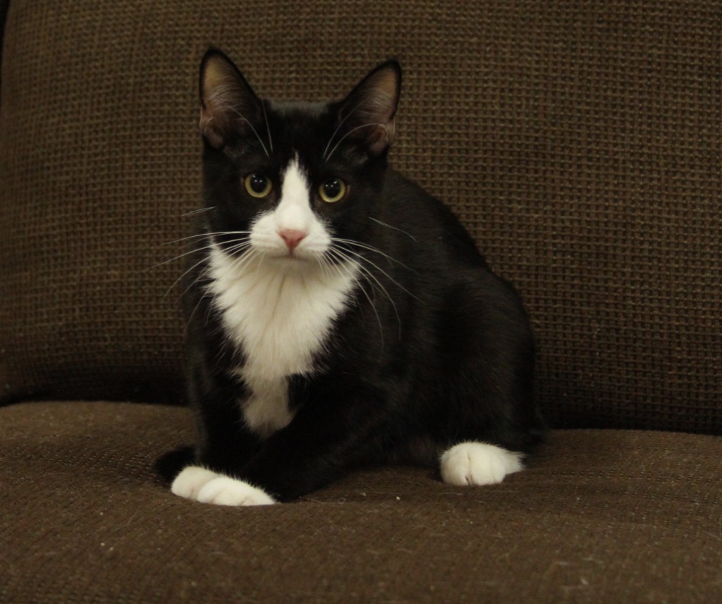 Socks, an adoptable Domestic Short Hair in Midland, TX, 79707 | Photo Image 1